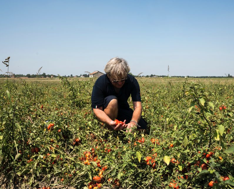 Hvordan påvirker klimaendringene tomatdyrkingen?
