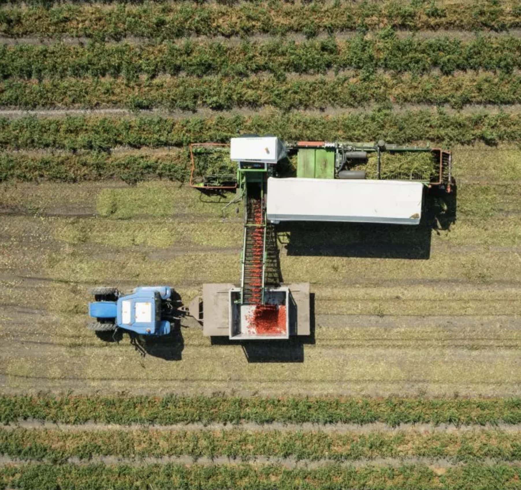 Biologiska mångfalden omkring våra tomatfält