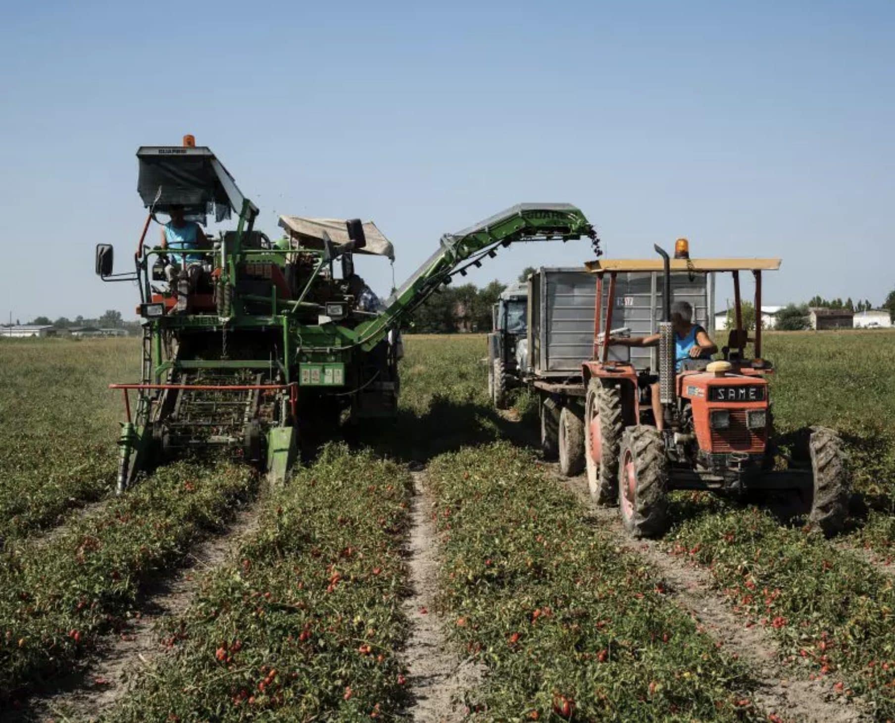 Varför tomaterna skördas mekaniskt