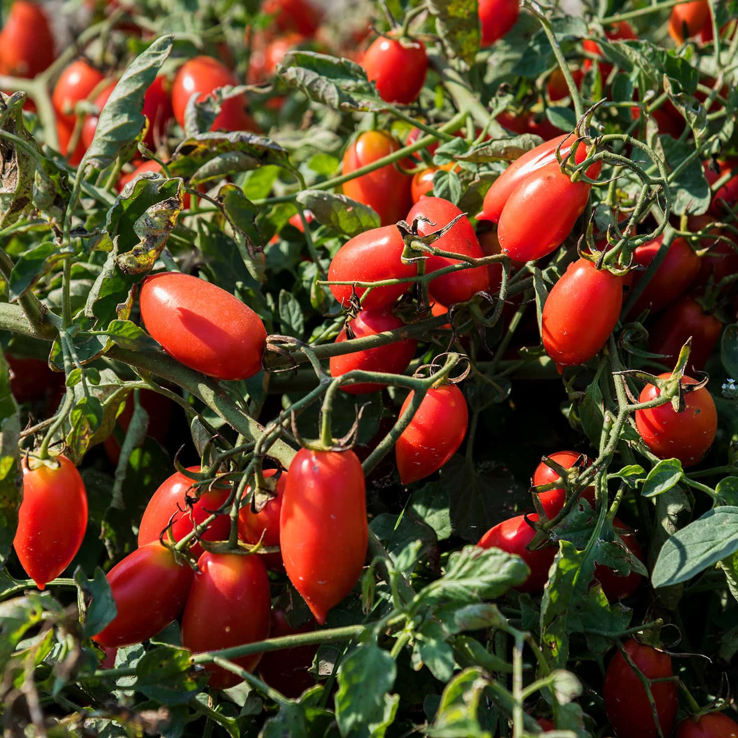 tomatoes