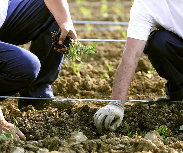 process planting