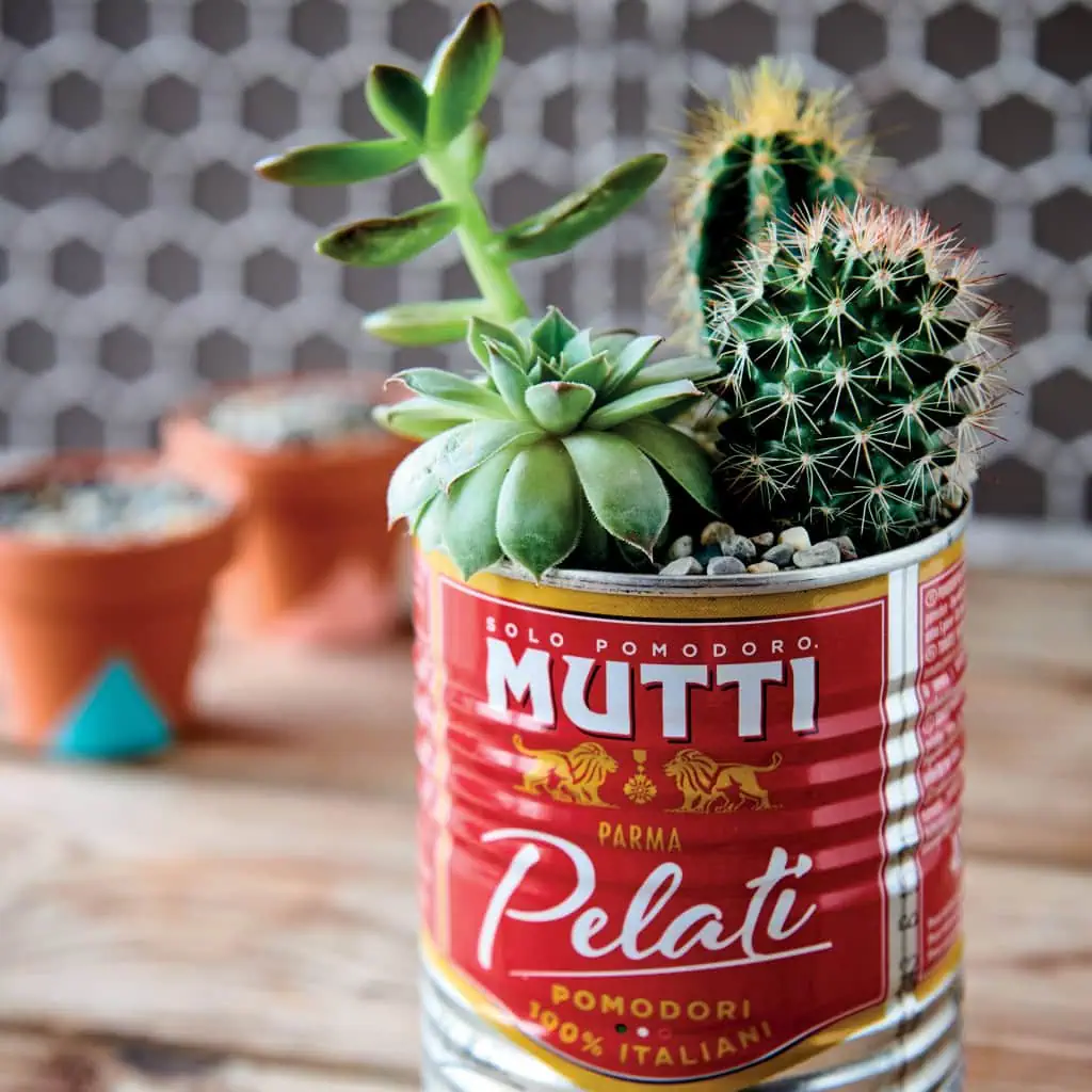 Maceta Mutti para plantas suculentas