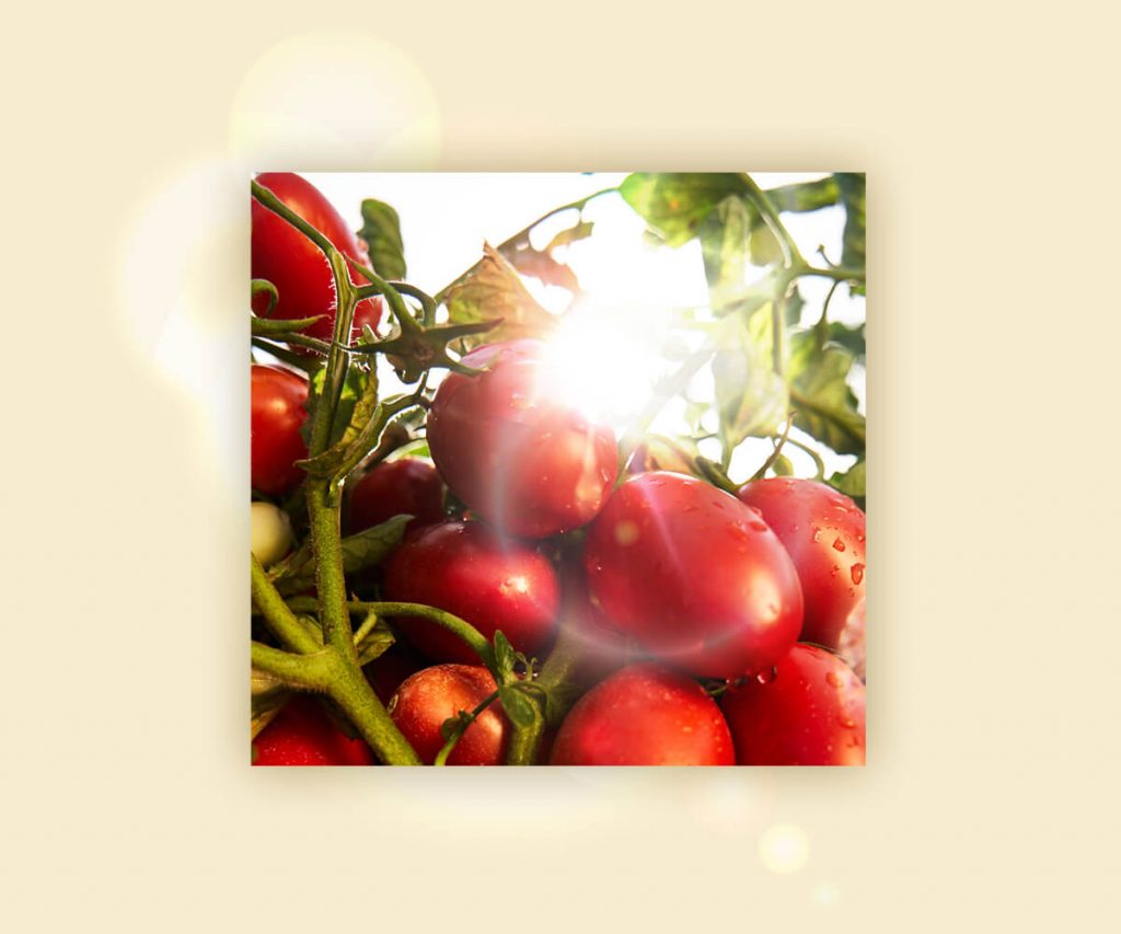 pomodori raccolti