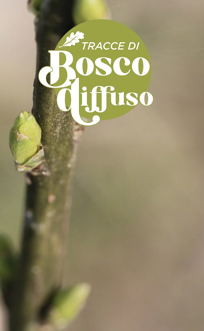 tracce di bosco diffuso